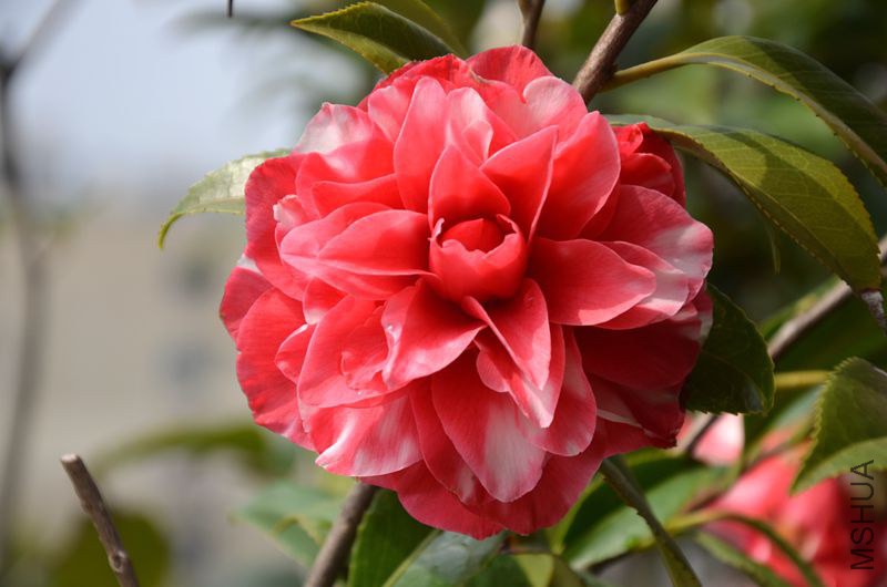DSC_2913.JPG