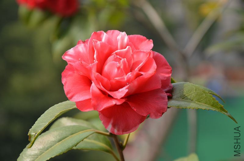 DSC_2914.JPG