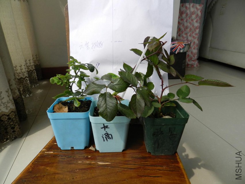 DSCN2070.jpg