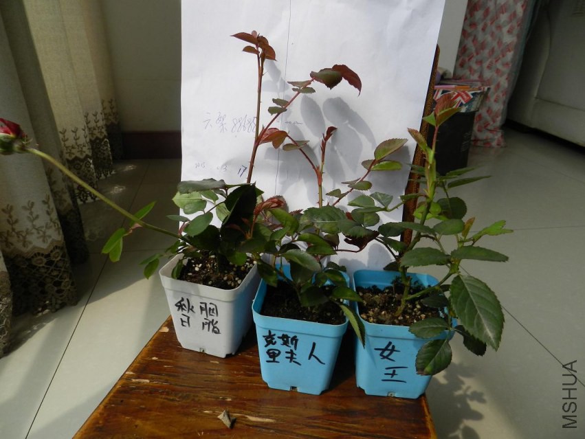 DSCN2071.jpg