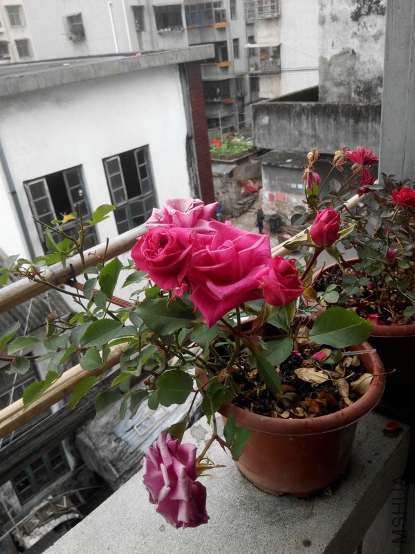 IMG_20150204_134120.jpg