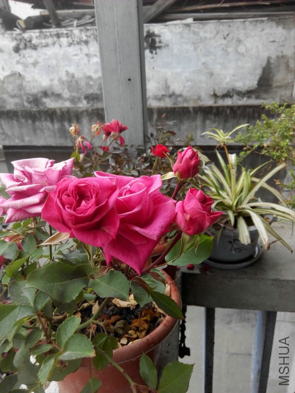 IMG_20150204_134126.jpg