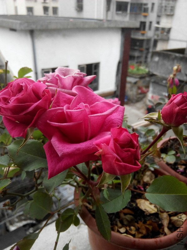 IMG_20150204_134137.jpg