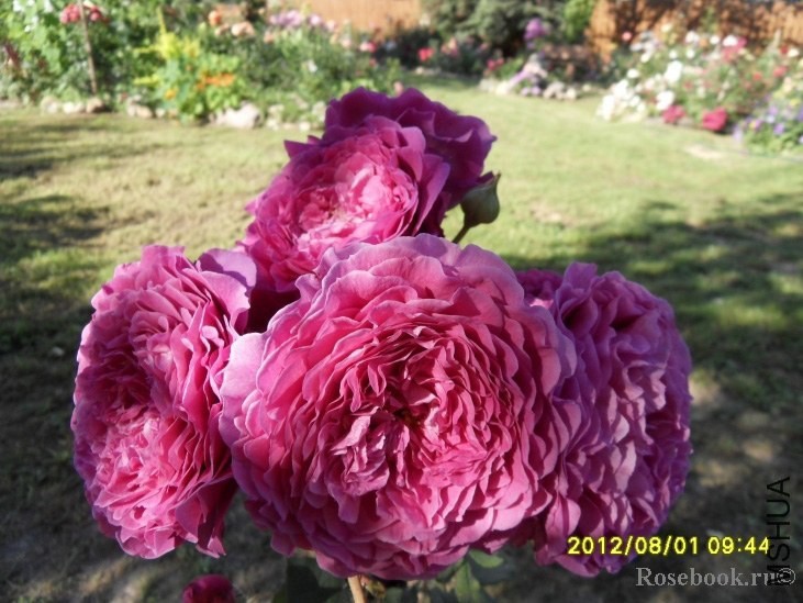 Ventilo (MASvent)44147.jpg