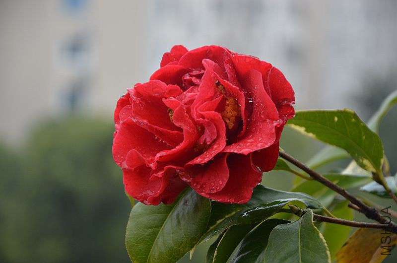 DSC_2902.JPG