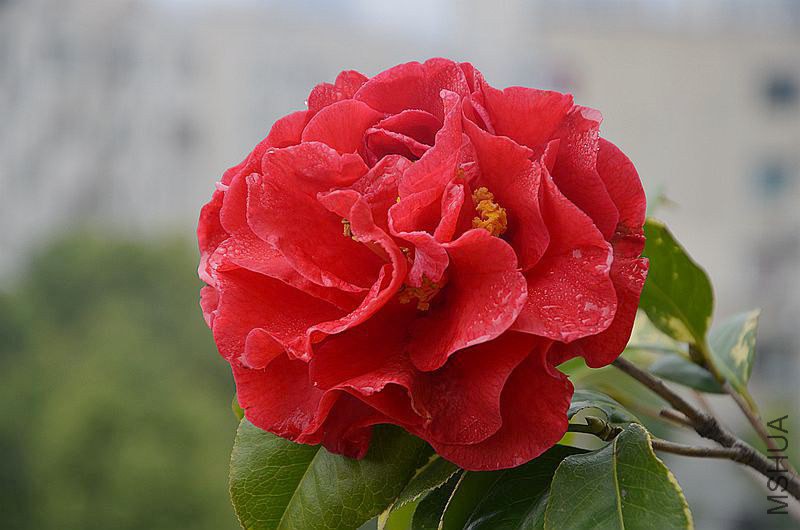 DSC_2903.JPG