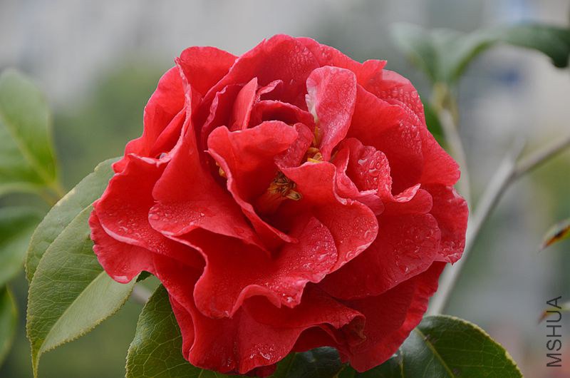 DSC_2906.JPG