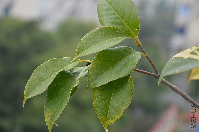 DSC_2907.JPG