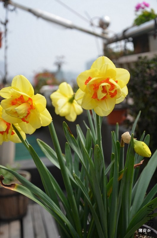 DSC_3943.JPG
