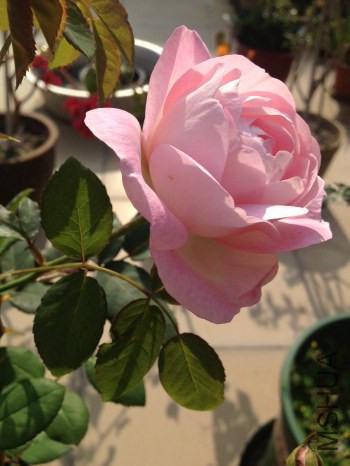 ��ݮ���ʱ� (2).jpg