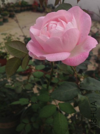 ��ݮ���ʱ� (3).jpg