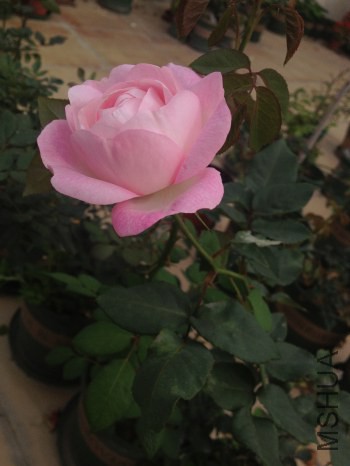 ��ݮ���ʱ�.jpg