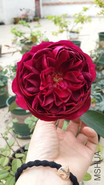 ������֬ (3).jpg