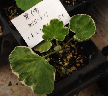QQͼƬ20150317171231.png