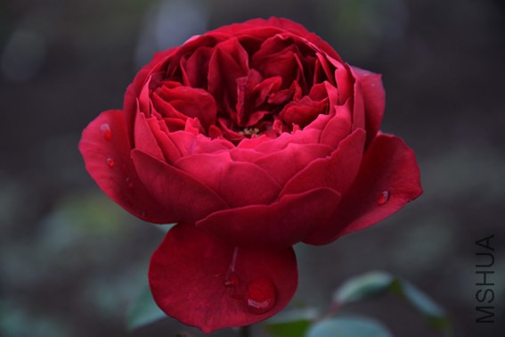 DSC_0386.JPG