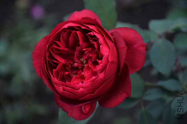 DSC_0387.JPG