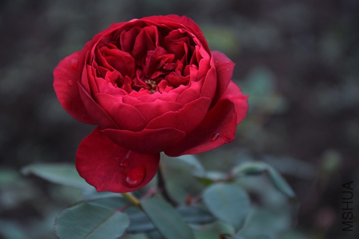 DSC_0388.JPG