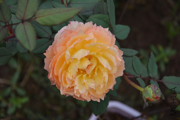 DSC_0392.JPG