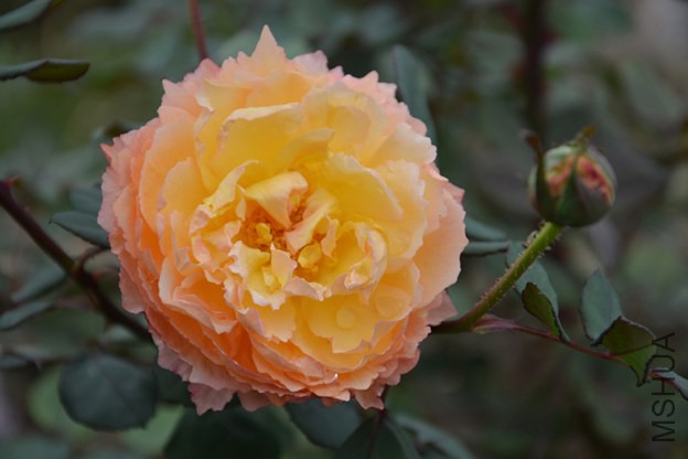 DSC_0391.JPG