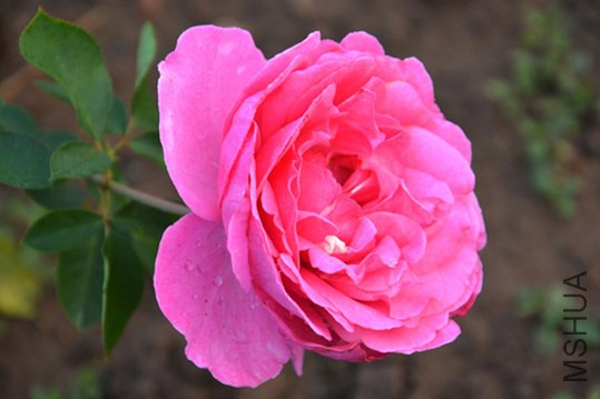 DSC_0415.JPG