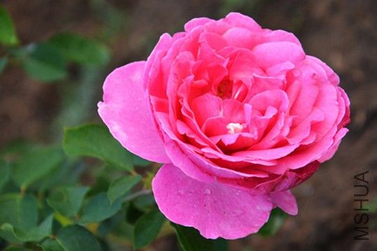 DSC_0416.JPG