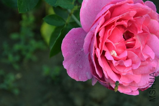 DSC_0418.JPG