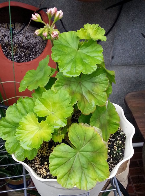 ���ÿ�������20150317.jpg
