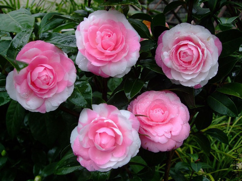 ���غ�˹ 2015-3-18 041w.jpg