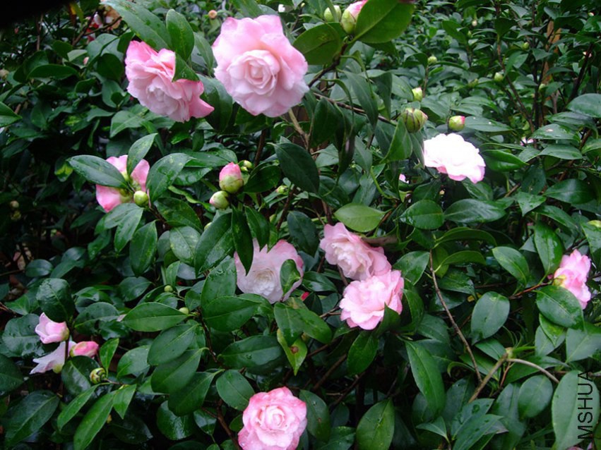 ţ�������� 2015-3-18 117w.jpg