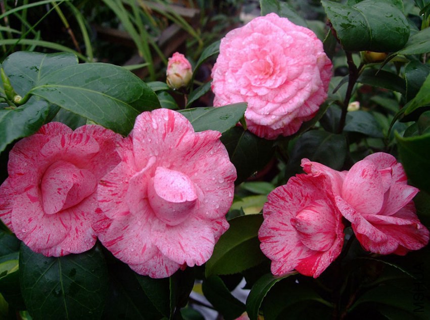 �����˹ 2015-3-18 096w.jpg