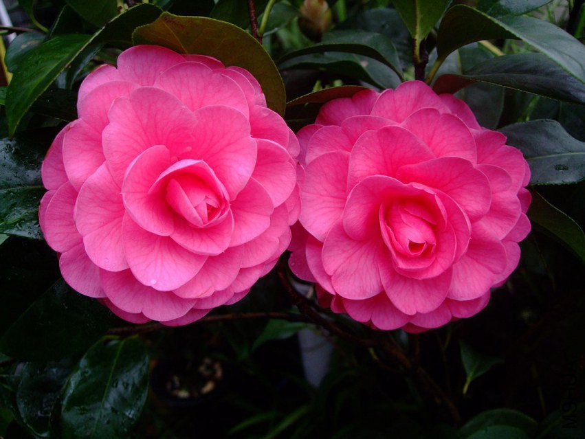 �Ϻ����� 2015-3-18 054w.jpg