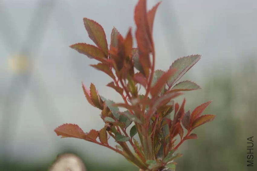 2015031207.jpg