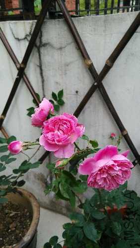 IMG_20150318_160456.jpg