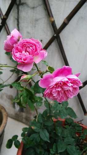 IMG_20150318_160038.jpg