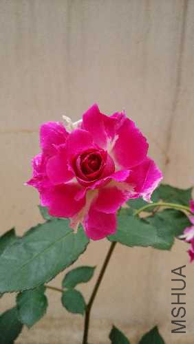IMG_20150317_090256.jpg