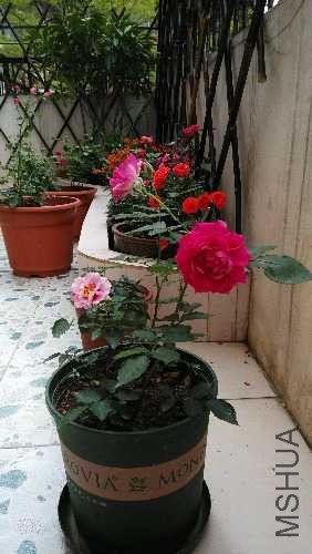 IMG_20150317_090225.jpg