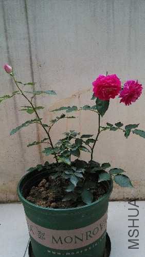 IMG_20150318_160750.jpg