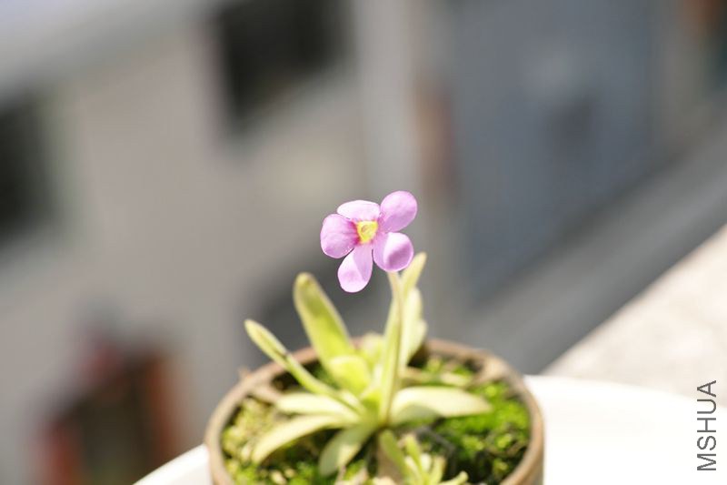 DP3M2681_����.jpg