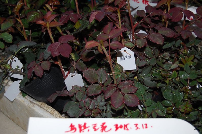 DSC_03830383.JPG