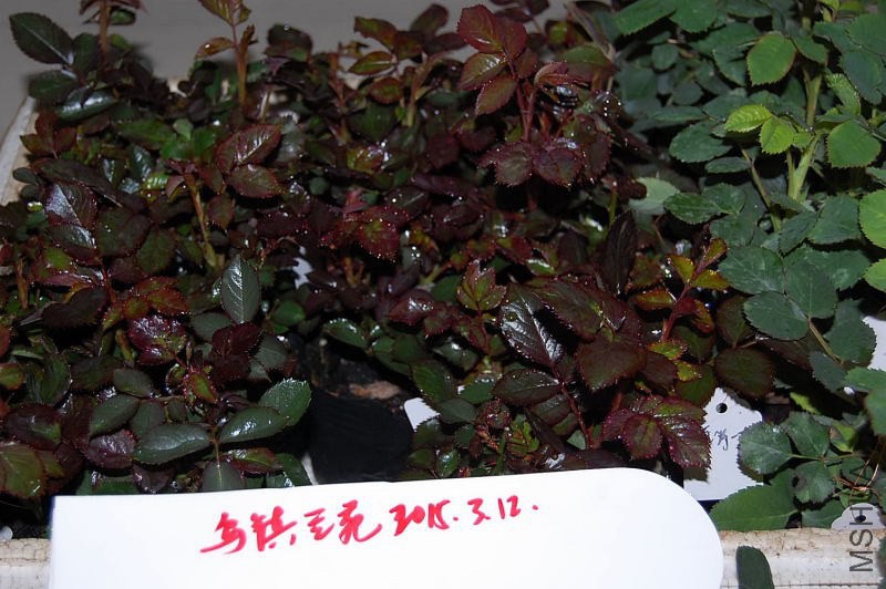 DSC_03820382.JPG