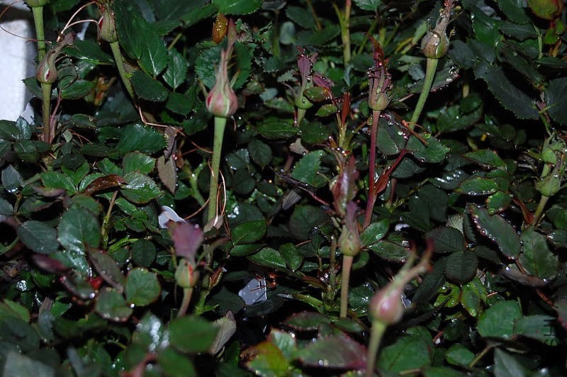 DSC_03730373.JPG