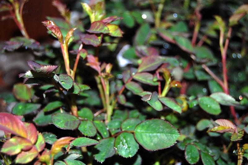 DSC_03760376.JPG