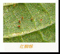 ��ֲ��3.gif