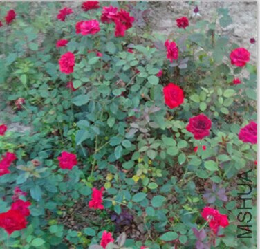 �Ứ�¼������ñ��