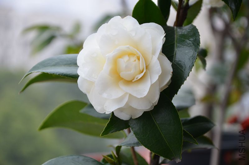 DSC_3014.JPG
