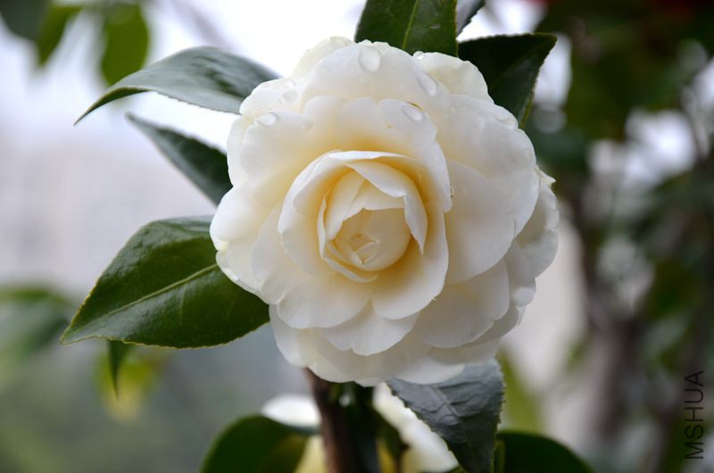 DSC_3015.JPG