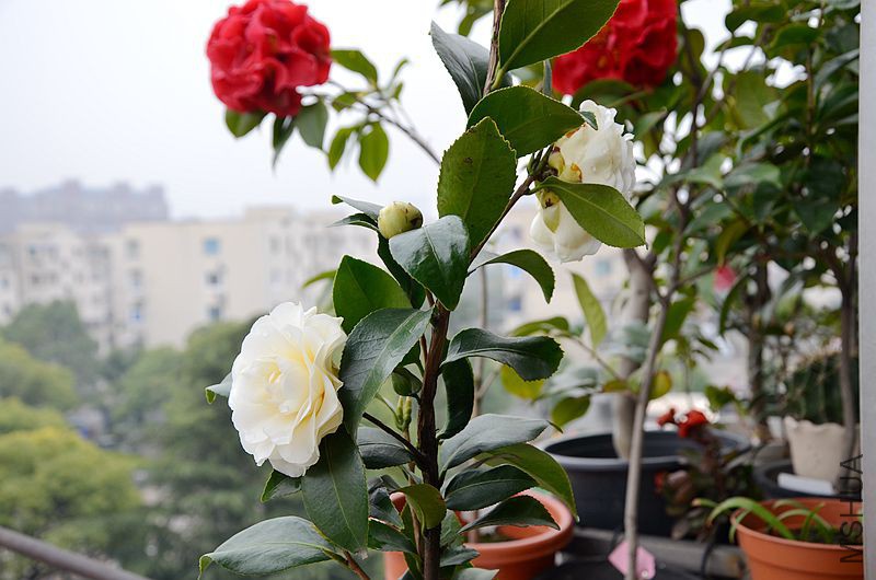 DSC_3018.JPG