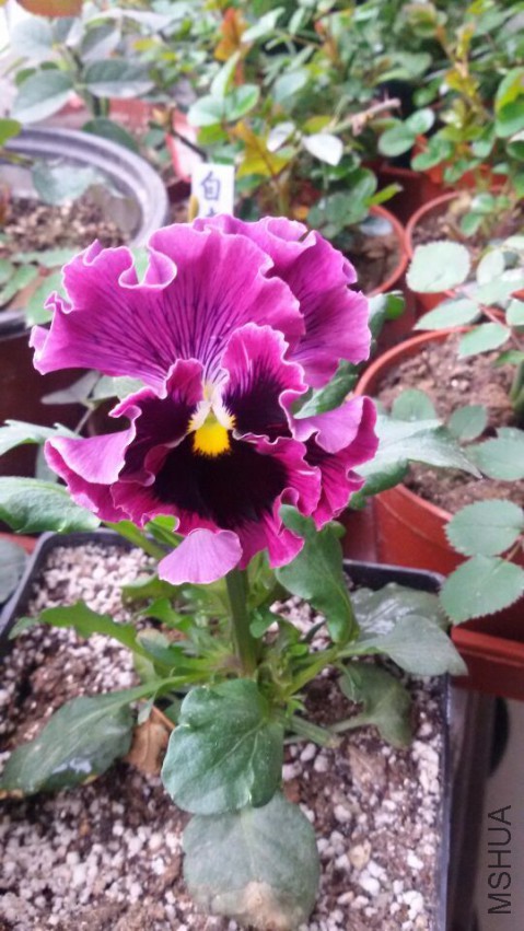 QQͼƬ20150319114326.jpg