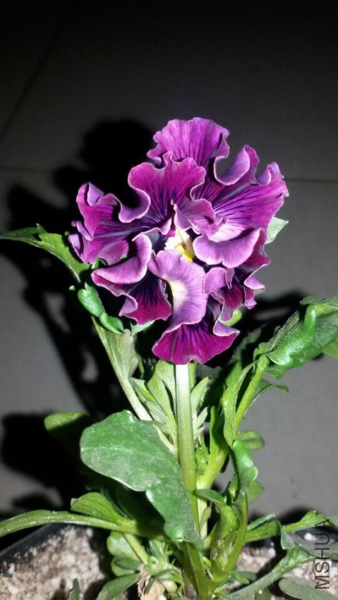QQͼƬ20150319114338.jpg