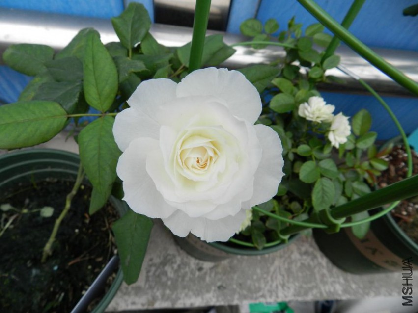 DSCN1508.jpg